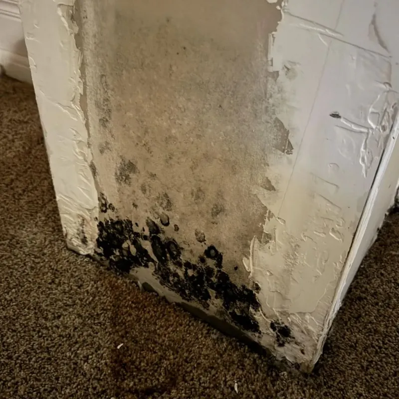 Professional Mold Removal in Glendale, CA